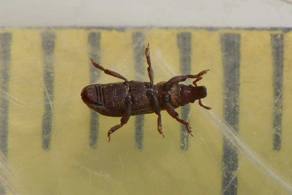 Choerorhinus squalidus - Curculionidae